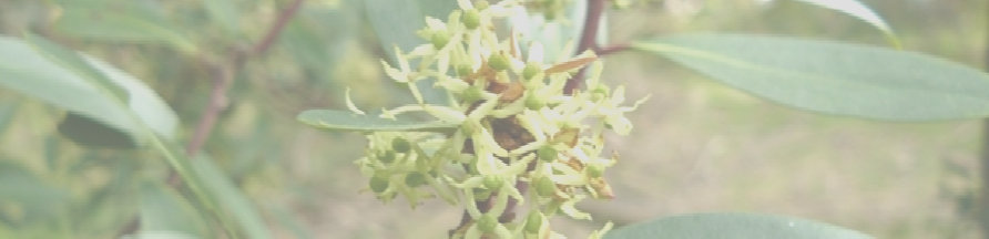 Flowering Tasmannia lanceolata