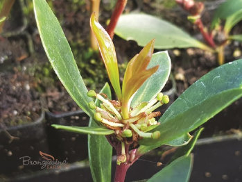 Monopodial growth habit of Tasmanian Mountain Pepper