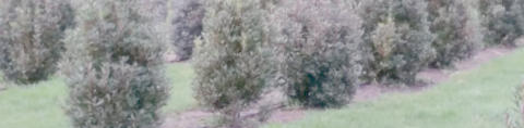 Tasmanian Mountain Pepper trees growing on Bronzewing Farm