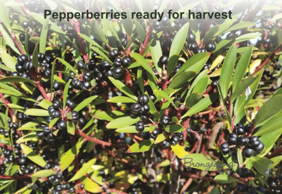 Pepperberries ready for harvest
