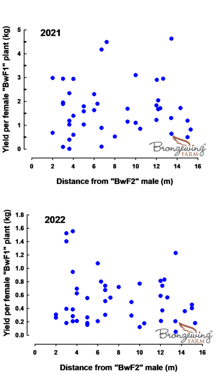 Yield of mountain pepper in relation to distance from a male plant