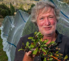 Bronzewing Farm Mountain Pepper - The Examiner article Mar 2018