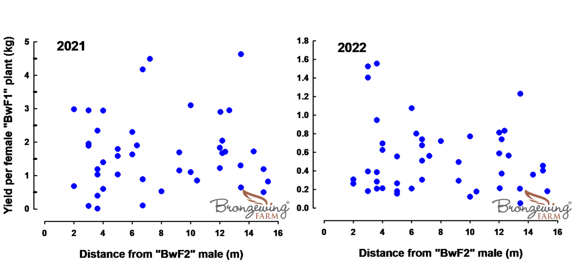 Pepperberry yields in relation to distance from a male pollinator