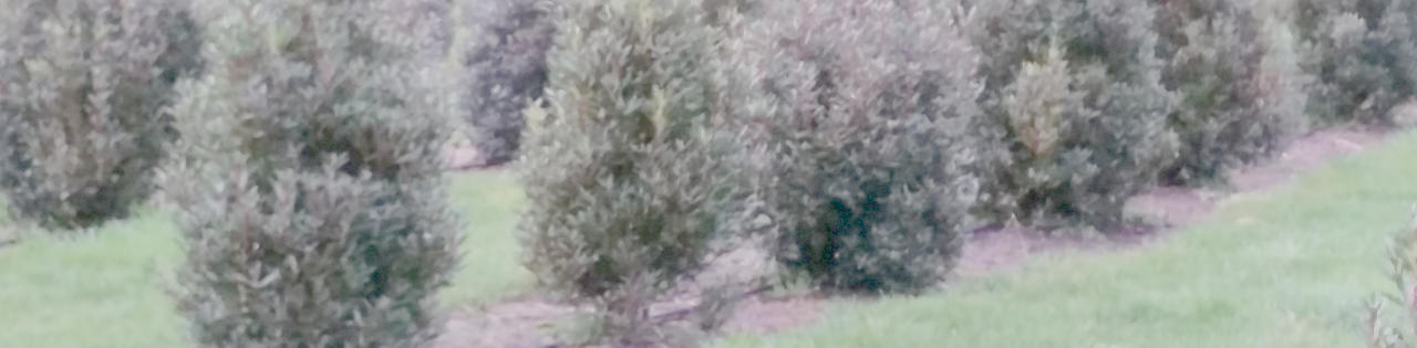 Tasmanian Mountain Pepper trees growing on Bronzewing Farm