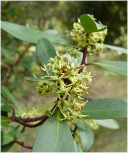 Female Mountain pepper flowers