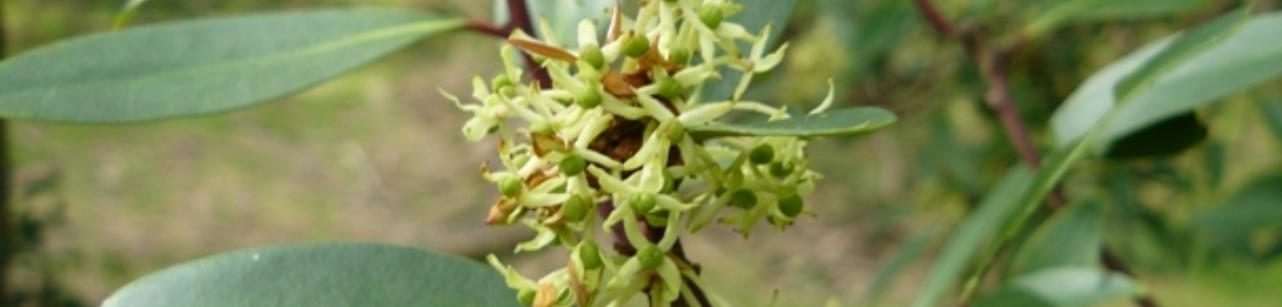 Female flowers