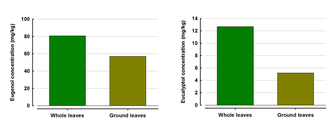 Loss of aromatics following milling of Pepper Leaf