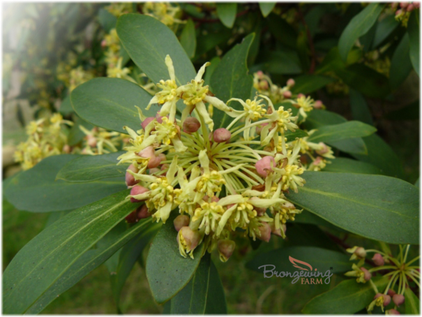 Male Mountain pepper flowers