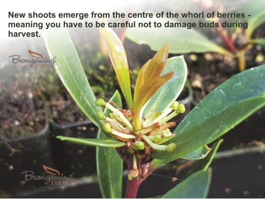 Monopodial growth habit of Tasmanian Mountain Pepper