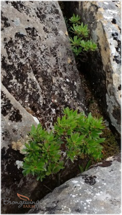 Tasmanian Mountain Pepper growing at 1150 m elevation on Mount Arthur.
