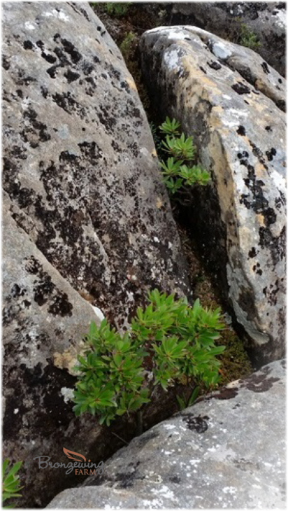 Tasmanian Mountain Pepper growing at 1150 m elevation on Mount Arthur.
