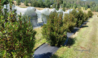 Mountain Pepper with Bird Netting