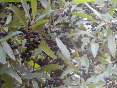 Pepperberries ready for harvest