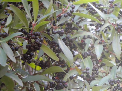 Pepperberries ready for harvest