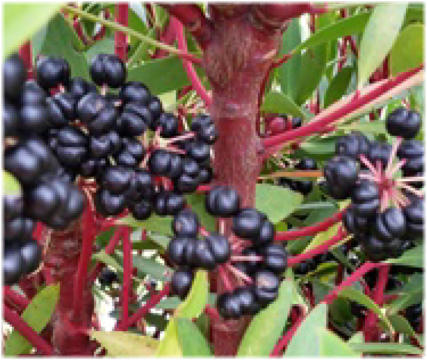 Pepper Berries ready for Harvest on Bronzewing Farm.