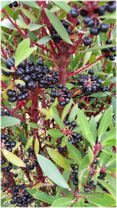 Pepper Berries ready for Harvest on Bronzewing Farm.