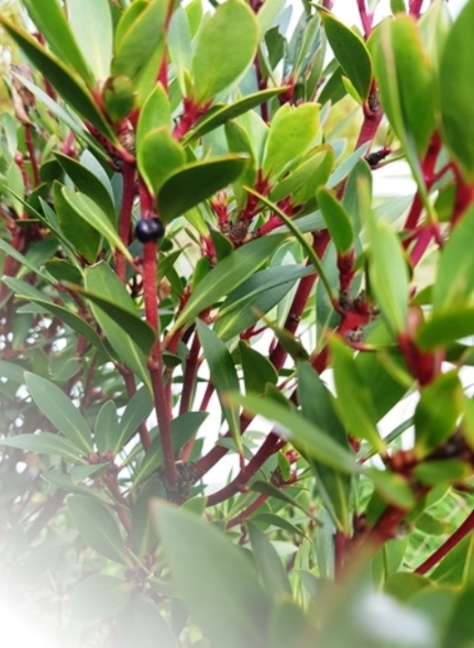 A pepperberry on an 8 year old male plant in 2025