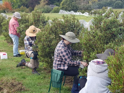 Pepperberry picking 2024