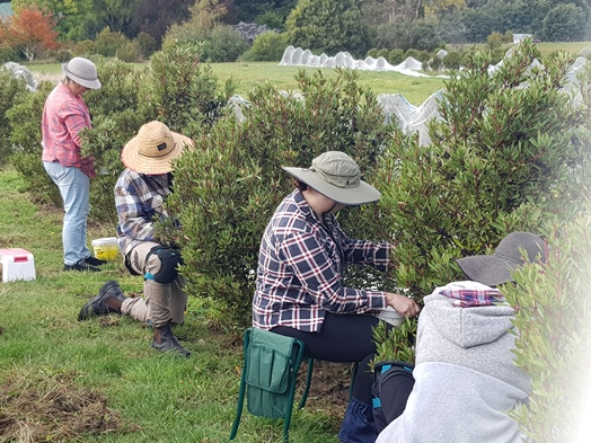 Pepperberry picking on Bronzewing Farm in 2024