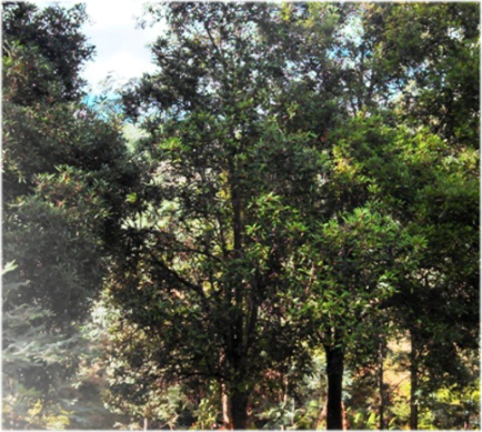 Large Tasmanian Mountain Pepper trees on Bronzewing Farm