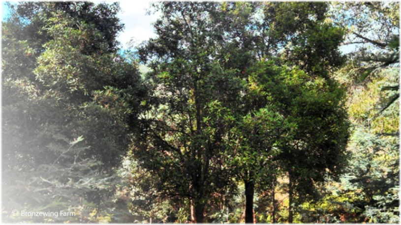 Large Tasmanian Mountain Pepper trees on Bronzewing Farm