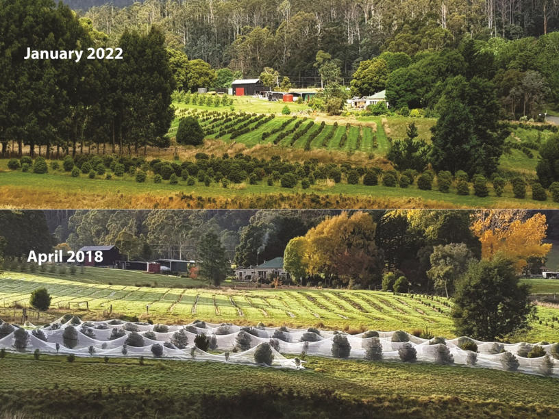 Time comparison of Mountain Pepper growth